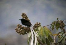 10 loài chim có lông đuôi dài tuyệt đẹp