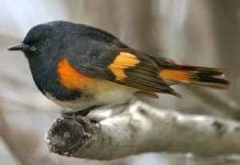 Lông chim thay đổi theo thức ăn