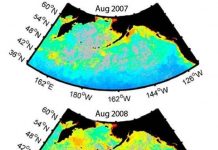 Sinh vật phù du phát triển mạnh nhờ núi lửa