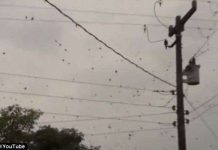 Mưa nhện ở Brazil