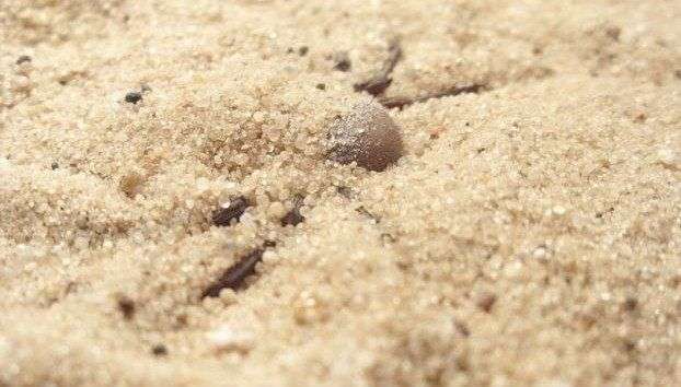 “Quái vật 6 mắt” và nọc độc khiến con người vỡ tung mạch máu