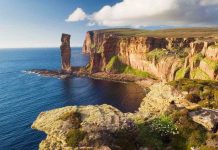 Tại sao chúng ta không bao giờ thấy chim bồ câu con?