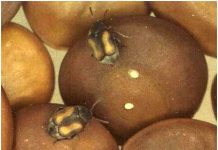 Với một số con đực, càng nhỏ lại càng tốt