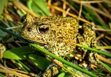 Mỹ phát hiện ra 3 loại cóc mới rất hiếm thấy