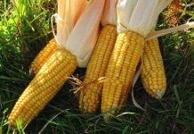 Pháp tố ngô biến đổi gene gây hại