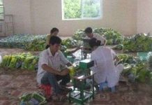 Nghiên cứu thành công chế phẩm vi sinh Biomix 1