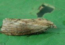 Phát hiện loài có thính giác vô địch trong tự nhiên