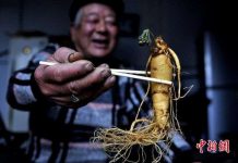 Nhân sâm ngâm rượu 7 năm bỗng nở hoa xanh biếc