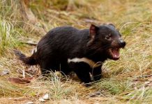 Thiên đường cho "quỷ"