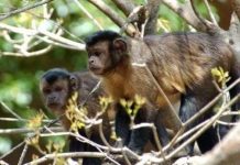 Khỉ cũng biết chia sẻ với đồng loại