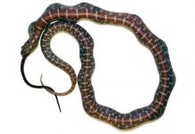 Bí quyết tăng cường sức mạnh giúp rắn bé nuốt trọn rắn lớn