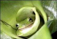 Đại chiến kinh hồn giữa bọn ếch nhái