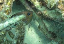 Cá san hô có khả năng điều chỉnh giới tính của cá con Cá san hô có khả năng điều chỉnh giới tính của cá con