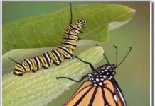 Liệu bướm có nhớ những gì chúng đã học khi còn là sâu?