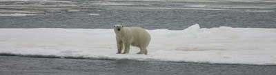 Gấu Bắc cực bơi 46 miles một ngày