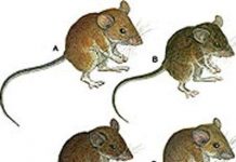 Phát hiện 7 loài chuột mới ở Philippines