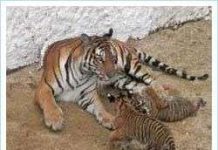 Lần thứ hai hổ Đông Dương đẻ thành công trong điều kiện nuôi