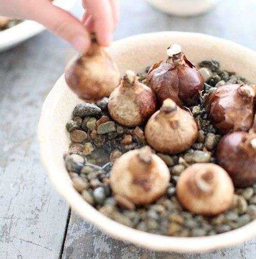 Cách trồng hoa thủy tiên đón Tết cho năm mới an lành