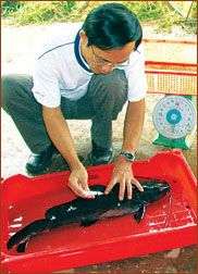 Nhân giống và nuôi cá lăng thương phẩm