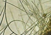 Vi khuẩn biển có thể tạo ra nguồn năng lượng thân thiện với môi trường