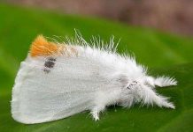 Ban bố lệnh giới nghiêm vì bướm