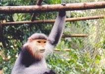 Loài linh trưởng có thể thoát nạn tuyệt chủng