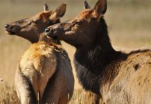 Loài hươu này thực sự "thành tinh" khi sống quá lâu, gây bất ngờ cho giới khoa học