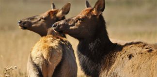 Loài hươu này thực sự "thành tinh" khi sống quá lâu, gây bất ngờ cho giới khoa học