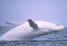 Phát hiện loài cá voi hiếm chết trên bờ biển ở Ba Lan