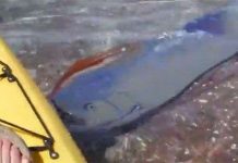 Cá mái chèo xuất hiện ở Mexico