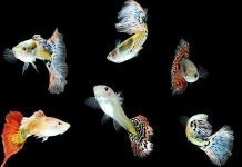 Tính cách phức tạp của loài cá