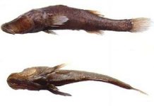 Phát hiện cá không mắt dưới hố tử thần Madagascar