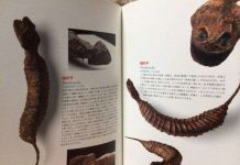 Bí ẩn sinh vật huyền bí được săn lùng ráo riết ở Nhật Bản