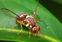 Giải mã thành công mạng lưới thị giác của não ấu trùng ruồi giấm