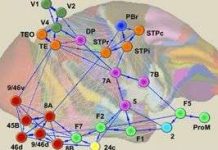 Phát hiện mới về bộ não của động vật linh trưởng Phát hiện mới về bộ não của động vật linh trưởng