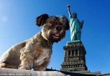 7 điều luật bảo vệ loài chó "khó tin" trên thế giới