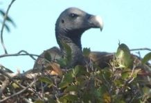 Phát hiện loài kền kền quý hiếm ở Campuchia