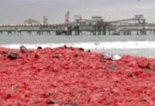 Bãi biển chuyển màu đỏ vì xác tôm