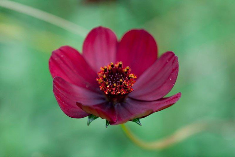 Chiêm ngưỡng vẻ đẹp của loài hoa đã tuyệt chủng ở môi trường tự nhiên