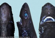 Lần đầu tiên xuất hiện loài cá mập Ninja có khả năng phát sáng