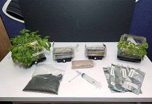 NASA sẽ trồng cây trên mặt trăng NASA sẽ trồng cây trên mặt trăng