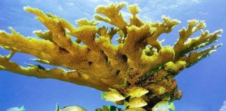 San hô là loài động vật sống thọ nhất Trái đất