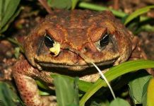 Cơ quan sinh sản của ếch biến đổi dị thường Cơ quan sinh sản của ếch biến đổi dị thường