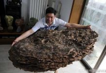 Phát hiện nấm Vân Chi siêu lớn, quý hiếm tại Trung Quốc