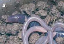 Ăn… da mẹ để lớn Ăn... da mẹ để lớn