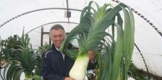 Trồng được tỏi siêu khủng nhờ nghe nhạc trong nhà kính