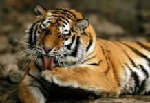 Tại sao da hổ có sọc? Tại sao da hổ có sọc?