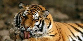 Tại sao da hổ có sọc?