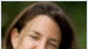 Bộ lông tạo nên bản lĩnh của chim én đực