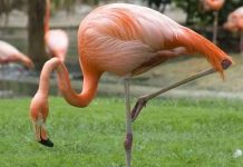 Tại sao chim hồng hạc đứng trên một chân Tại sao chim hồng hạc đứng trên một chân